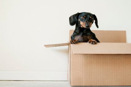 How to Decide on the Right Pet Relocation Service? 3 Tips