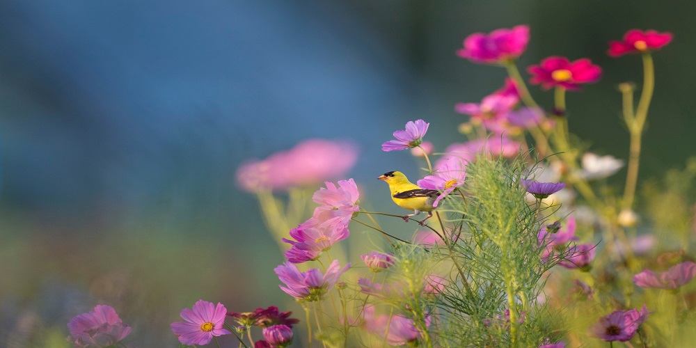 Types of Funeral Flowers